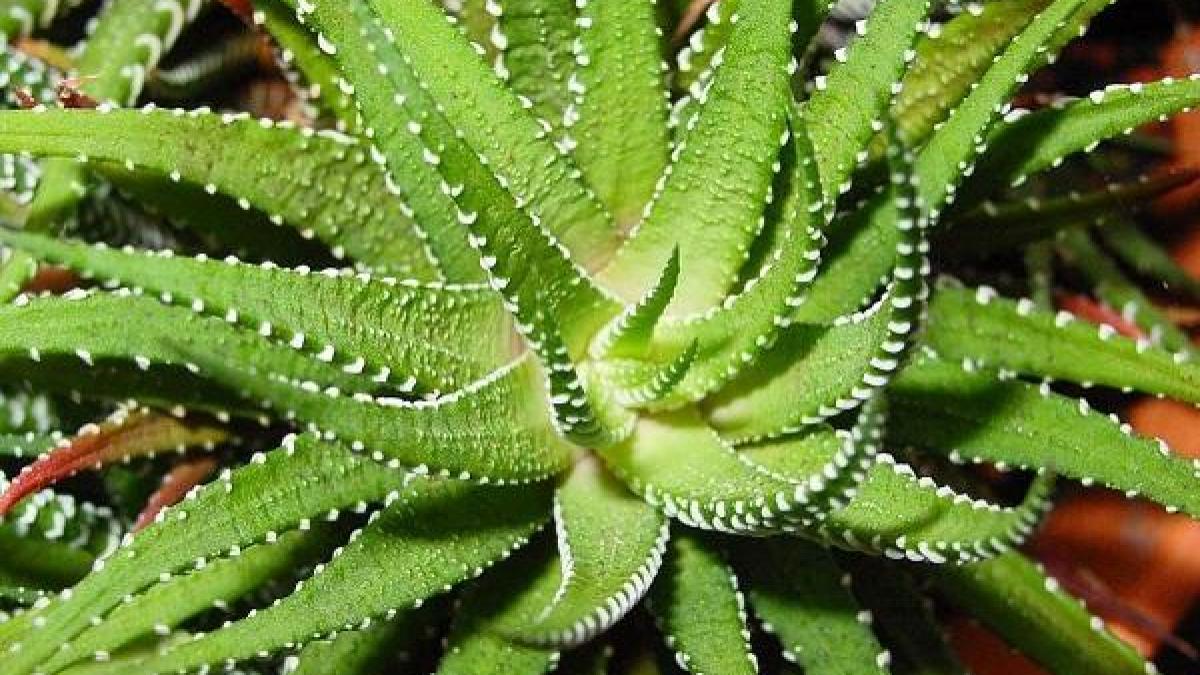 aloe-vera.jpg