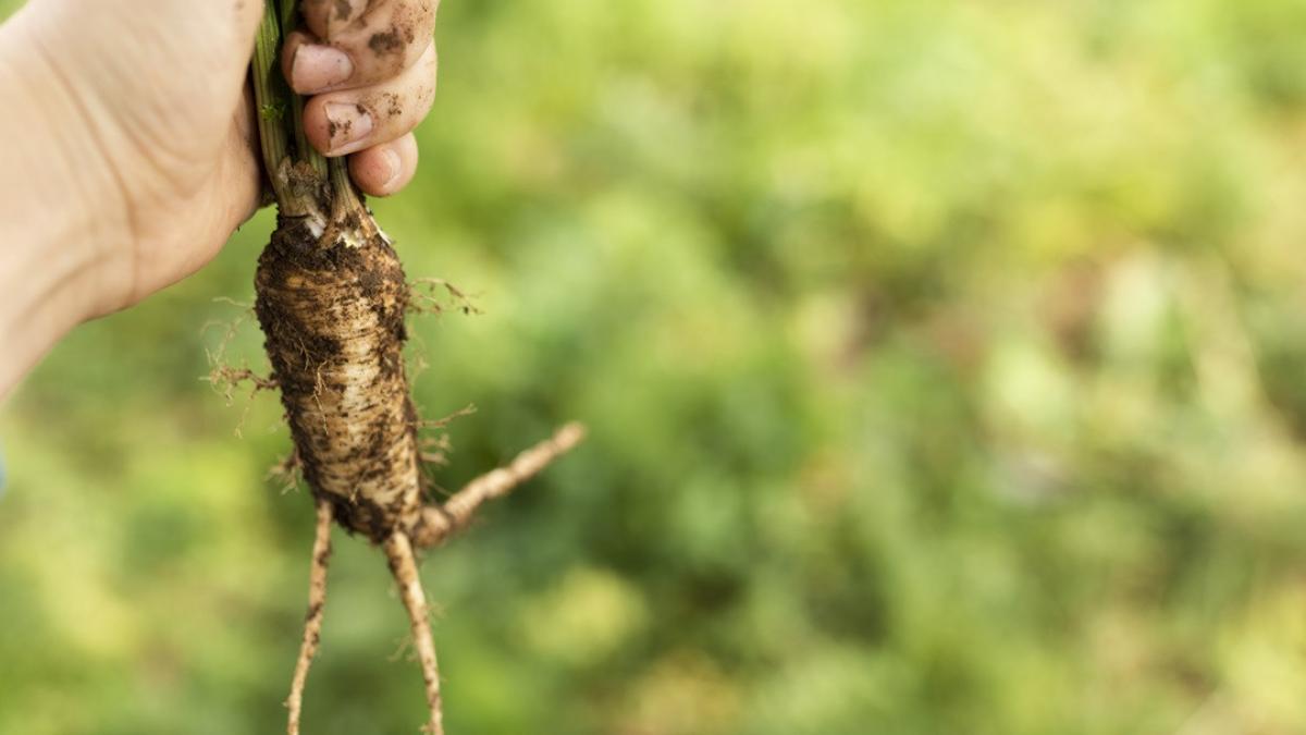 ginseng