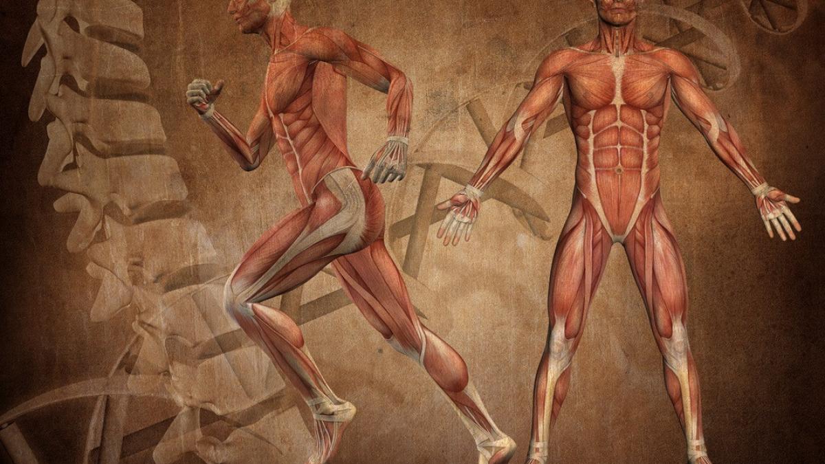 anatomia umana