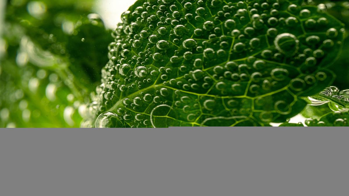 ulei de menta GettyImages-1368177792