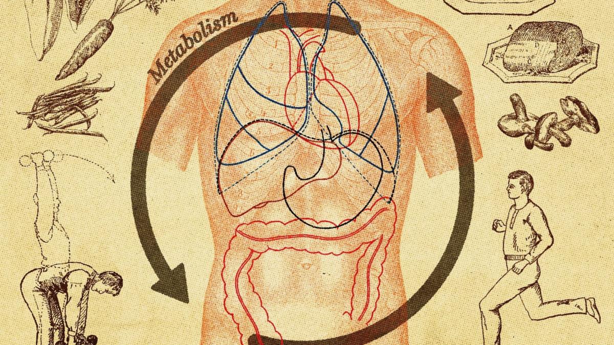 metabolismul
