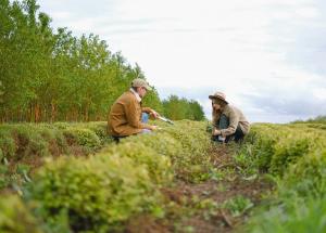 descoperire surprinzatoare un mecanism celular din plante influenteaza imbatranirea