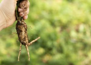 poate ginsengul sa imbunatateasca performanta fizica si recuperarea dupa efort