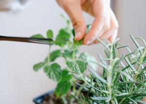 ai aceasta planta in bucatarie cercetatorii spun ca poate ajuta memoria