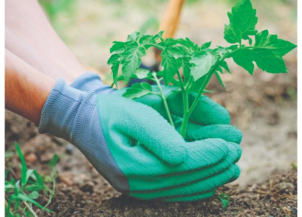 gradinaritul un exceptional antrenament minte corp