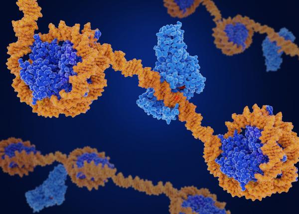 epigenetica si imbatranirea stiinta din spatele cautarii longevitatii