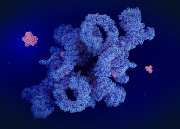 rapamicina si rolul sau in imbatranire