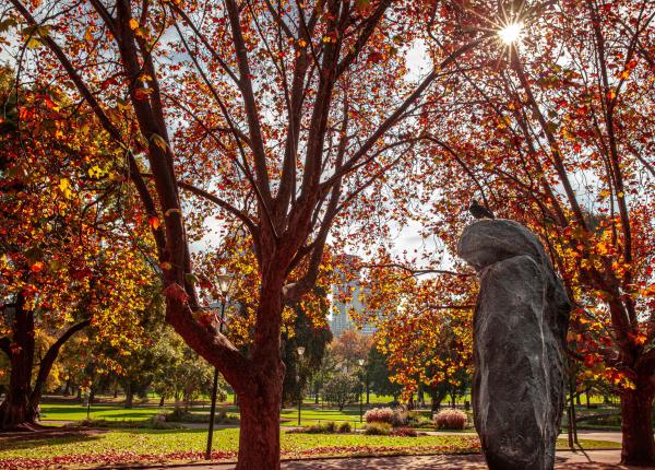 efectele plantelor si pasarilor asupra sanatatii mintale