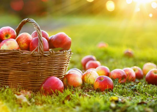 terapie de intinerire cu celule stem din mere