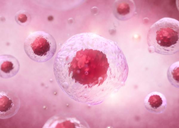 studiu celulele stem ar putea regenera inima dupa un atac de cord