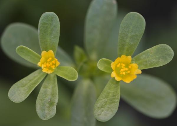 planta medicinala ignorata in romania are beneficii uimitoare asupra sanatatii