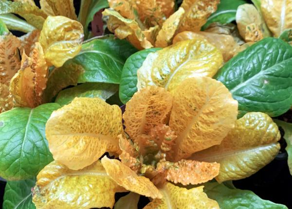 salata aurie de 30 de ori mai bogata in vitamina a