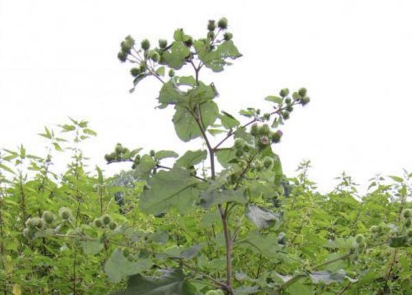 planta care ajuta la eliminarea toxinelor din organism