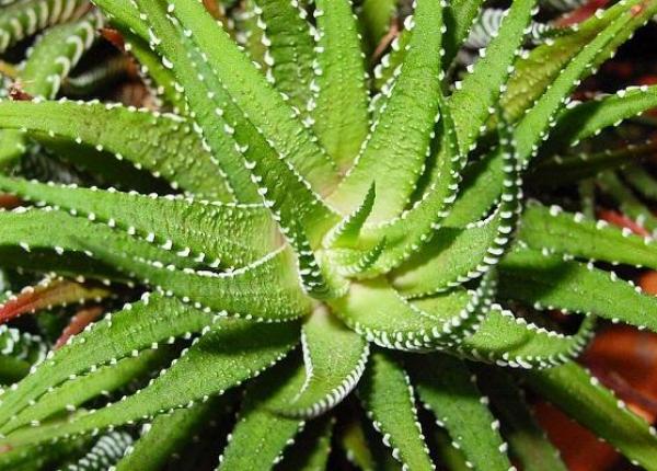5 beneficii extraordinare ale aloe vera asupra sanatatii