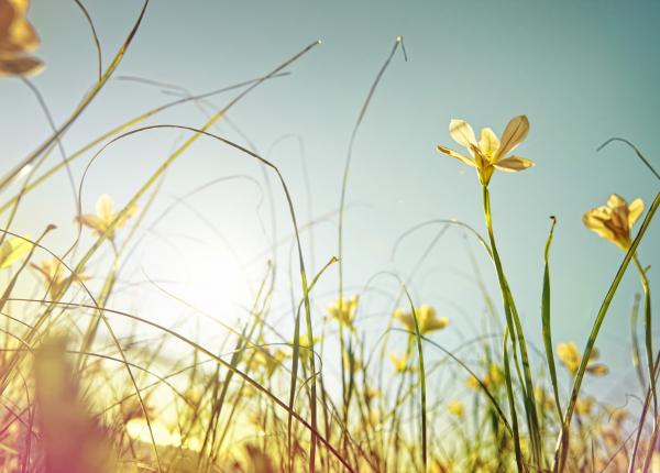 mai desantul primaverii