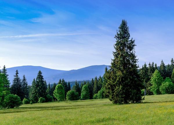 in absenta salinei praidul s a redescoperit