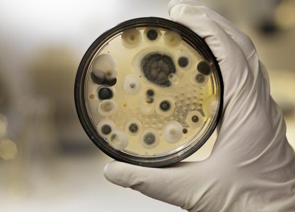 cercetatorii au transformat o ciuperca asociata mult timp cu moartea intr o potentiala arma impotriva cancerului