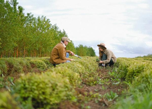 descoperire surprinzatoare un mecanism celular din plante influenteaza imbatranirea