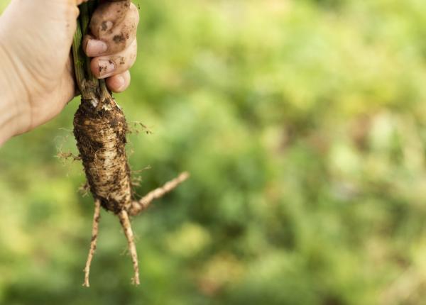 poate ginsengul sa imbunatateasca performanta fizica si recuperarea dupa efort