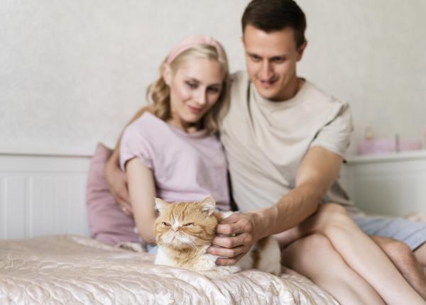 legatura surprinzatoare dintre cancerul la pisici si cel la oameni noi descoperiri stiintifice