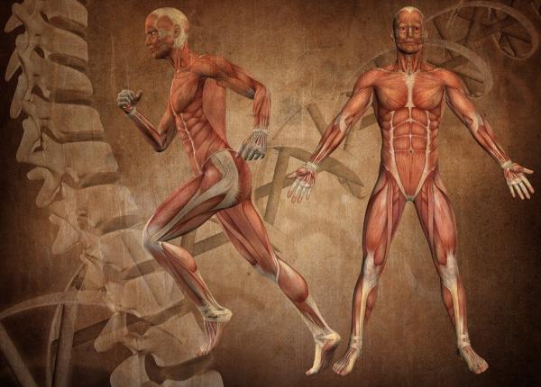 anatomia umana nu este complet descifrata corpul nostru inca ascunde secrete