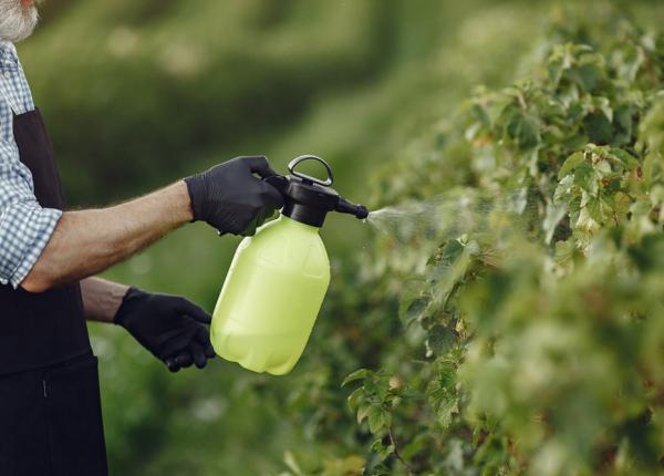 un studiu pune sub semnul intrebarii legatura dintre pesticide si cancer