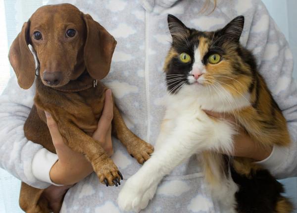 longevitatea alaturi de animale cum grija rutina si afectiunea le pot prelungi viata