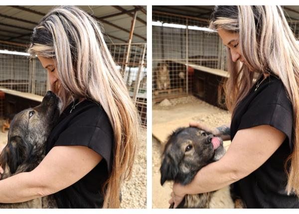 un animal de companie repara zilnic cate ceva in noi