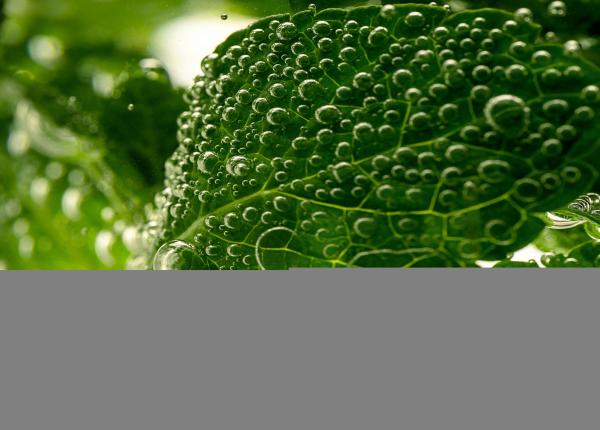 descoperire surprinzatoare planta cu efecte benefice asupra inimii si circulatiei
