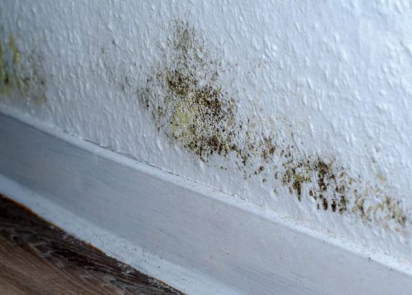 mucegaiul din casa pericolele ascunse care iti pot afecta sanatatea