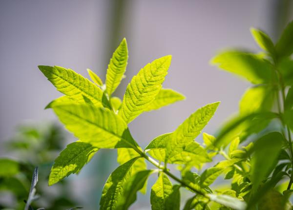 lamaita verbina aromata beneficii si efecte potentiale pentru sanatate