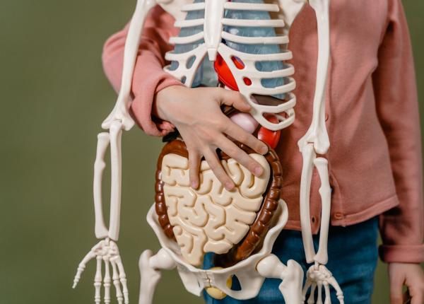 ce se intampla cu flora intestinala dupa ce iei antibiotice