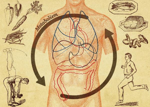 metabolismul cum functioneaza motorul organismului si ce il poate incetini