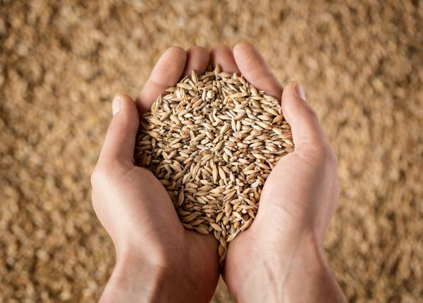 unul dintre cele mai consumate alimente din lume amenintat de schimbarile climatice