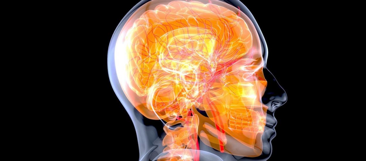 Îmbătrânirea creierului uman, descifrată prin țesut viu