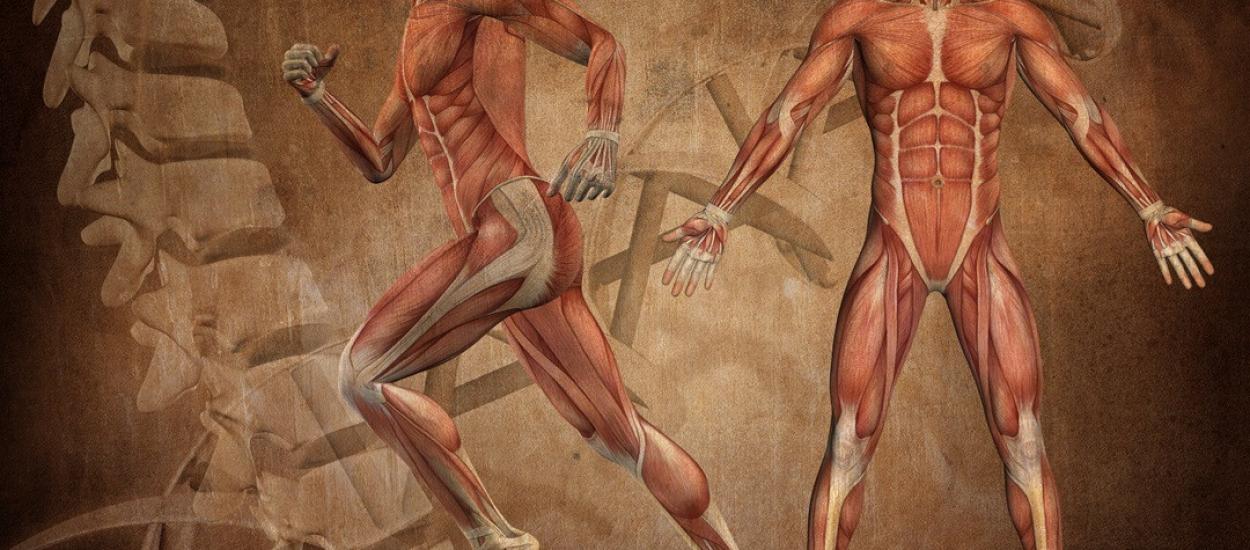 Anatomia umană nu este complet descifrată: corpul nostru încă ascunde secrete