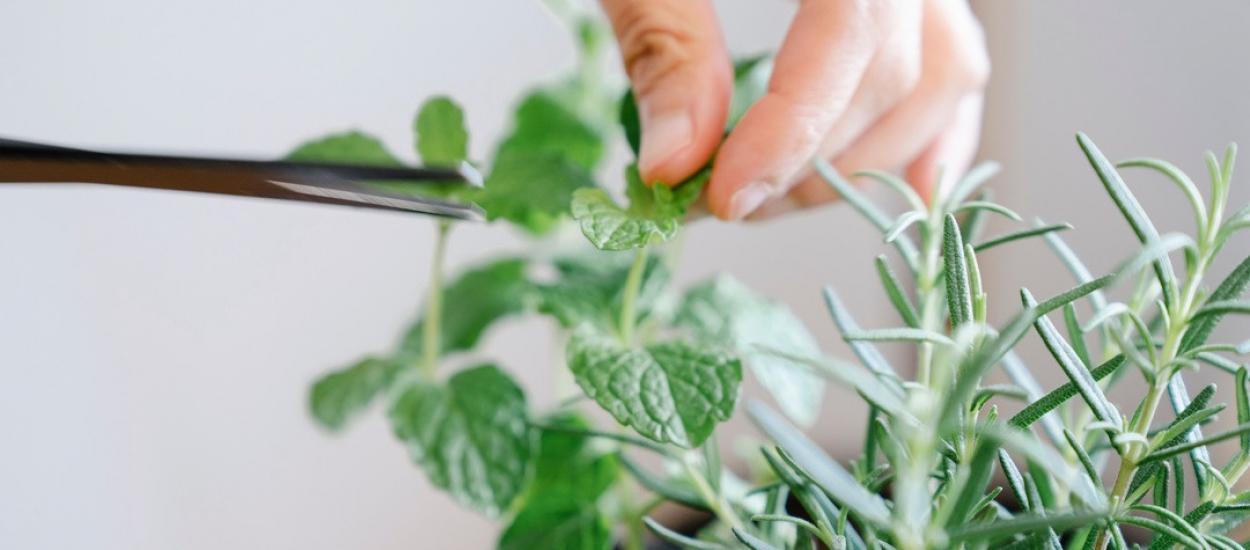 Ai această plantă în bucătărie? Cercetătorii spun că poate ajuta memoria