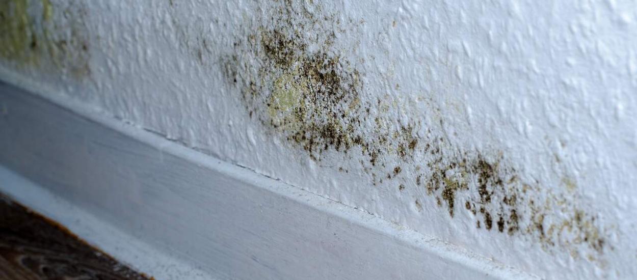 Mucegaiul din casă: pericolele ascunse care îți pot afecta sănătatea