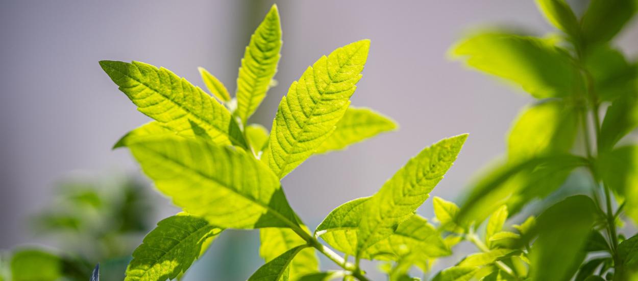 Lămâița (verbina aromată): beneficii și efecte potențiale pentru sănătate