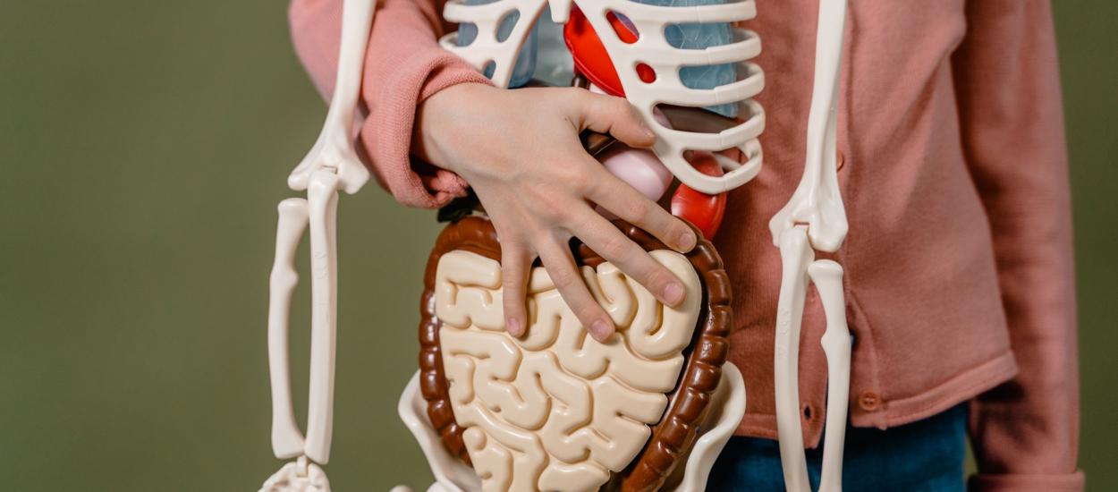 Ce se întâmplă cu flora intestinală după ce iei antibiotice